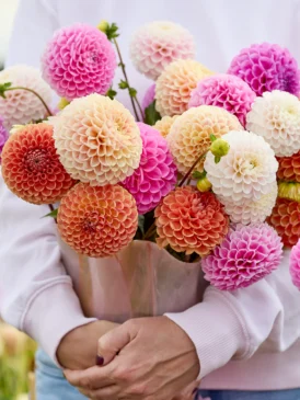 dutchgrown-discount-code